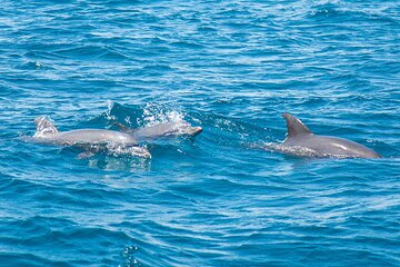 2 Days Tour in Dolphin Sights and Sacred Sites