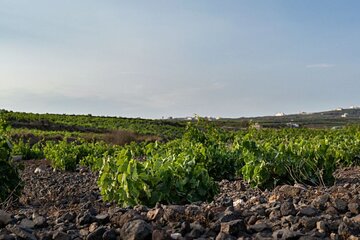 Private Wine Adventure Tour in the Most Distinct Wineries