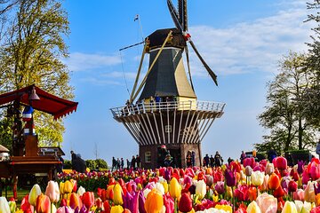 Private Tour Keukenhof Gardens + Tulperij Tulip Experience