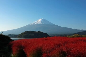 One Day Tour to Oishi Park and Fruit Picking in Mt. Fuji Tokyo
