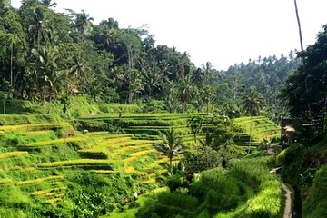 Private Car Charter in Bali with an English speaking Driver