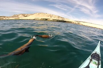 Kayak Paddling Experience with Sea Lions in Puerto Madryn