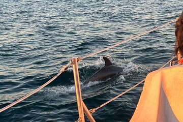 Dolphin Sighting Sunset Tour