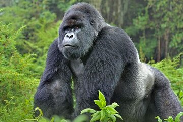 4 Days 3 Nights Rwanda Gorilla Private Trekking