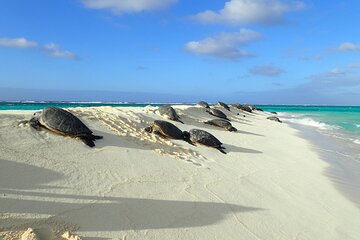 Private Circle Island Tour Across Oahu Paradise