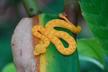 Hike Adventure in Cahuita National Park 