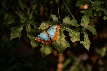 Shore Excursions to butterfly garden and Tortuguero Canals