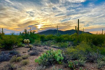 Saguaro Full Day Private Tour and Hike