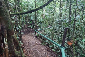 Night Animal Watching Activity in Monteverde