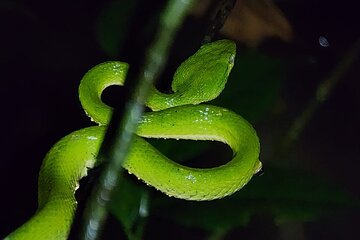 Night Animal Watching Activity in Monteverde