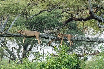 Day Trip To Tarangire National Park