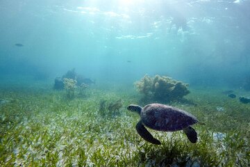 Half Day Private Experience with Turtles and Cenote