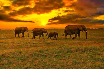 3 Days 2 Nights OlPejeta Safari From Nairobi