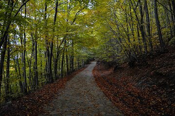 Private Tour in the Chestnut Forest of Steni Evia
