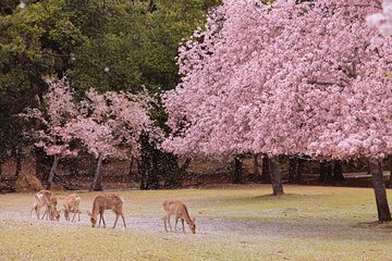 Nara Custom Half Day Tour