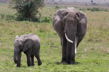 11-Day Serengeti's Migration Majesty