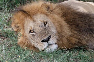 Day Trip To Ngorongoro Crater