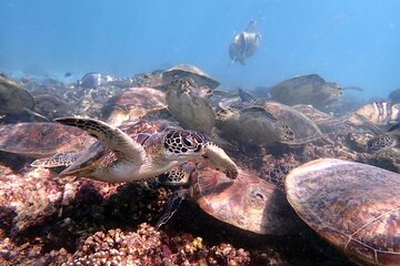 Snorkeling at Dimaniyat Islands