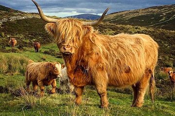 Private Tour of Scottish Highlands the Battle of Culloden