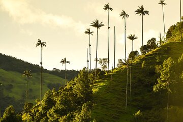 Filandia, Salento and Cocora Valley Full day Tour 