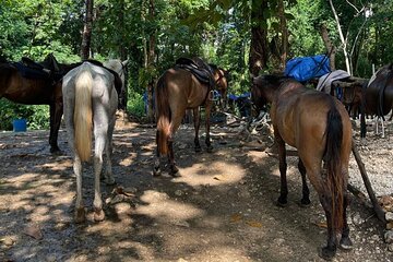 Dunns River Falls and horseback riding activity 