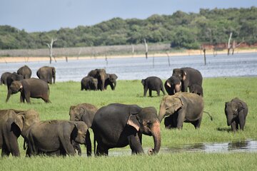 Private Jeep Safari at Minneriya National Park