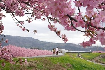 Early blooming Cherry Blossoms & Fruit Picking 1Day Tour