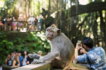 The All Inclusive Best Ubud Experience