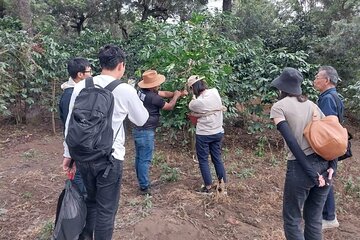 Coffee tour near the Agua Volcano with tasting