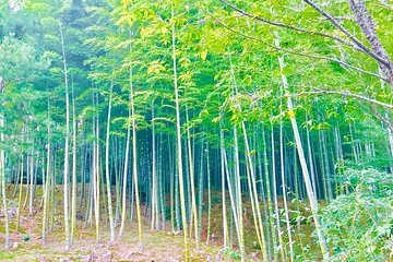 Half-Day Private Guided Tour in Kyoto, Arashiyama