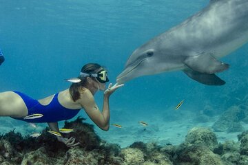 Tour and Swimming at the Dolphin House in Hurghada