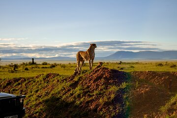 7 Day Tour of Amboseli Lake Nakuru and Masai Mara