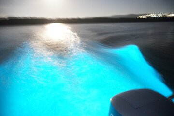 Glistening Waters Luminous Lagoon Night tour with swim option 