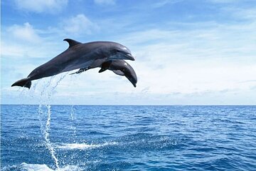 Full-day Boat and Snorkeling Trip with Dolphins HurghadaToGo