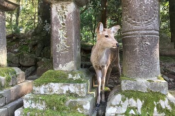 Half-Day Private Guided Tour to Nara City