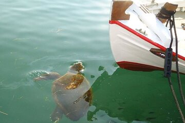 Private Argostoli Walking Experience