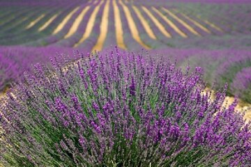 Guided Day Tour in the Lavender Fields in Provence