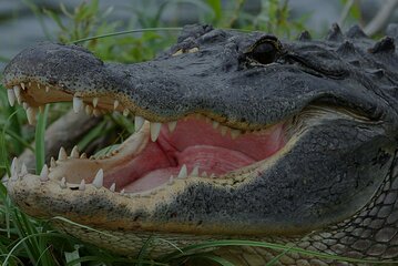 Airboat Rides Florida Everglades Captain Wayne