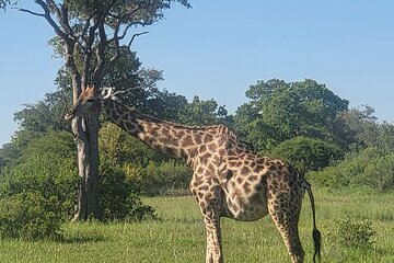 Full Day Chobe National Park and River Experience