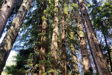 Muir Woods Sausalito Entry & Ferry to Fishermans Wharf included