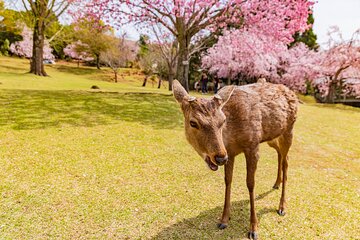 Kyoto & Nara 1 Day Private Charter Car Tour from Osaka or Kyoto