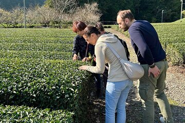 Small Group Japanese Green Tea Tasting in Shizuoka