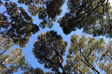 Romantic Couple's picnic, dining, forest lights-Tree Heart Park