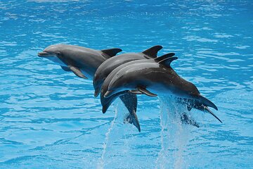 Spectacular Dolphin Performances for the Whole Family - Hurghada