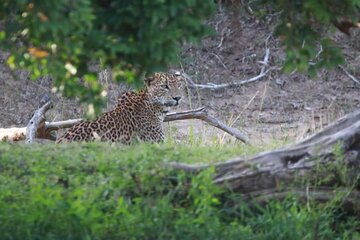 Full Day Private Yala Safari Trip with Lunch