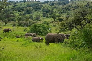 One Day Akagera National Park Safari From Kigali