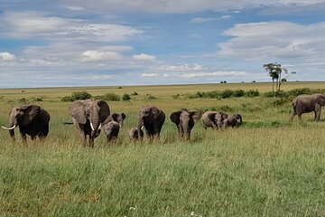 3 Days, 2 Nights Masai Mara Kenya Safari from Nairobi