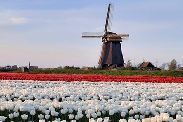 Private guided non touristic tulip and windmill tour