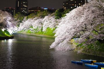 Night Cherry Blossom BusTour with Nihonbashi shop discount ticket