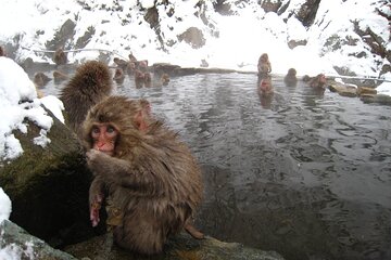 Snow Monkey & Shibu Onsen Guided Tour